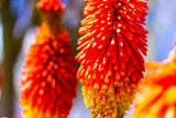 50 TORCH LILY Red Hot Poker / Tritoma / Kniphofia Uvaria Flower Seeds