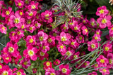 50 ROSE ROBE SAXIFRAGA Arendsii Mossy Rockfoil Evergreen Flower Seeds