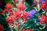 50 Red INDIAN PAINTBRUSH Castilleja Indivisa Flower Seeds