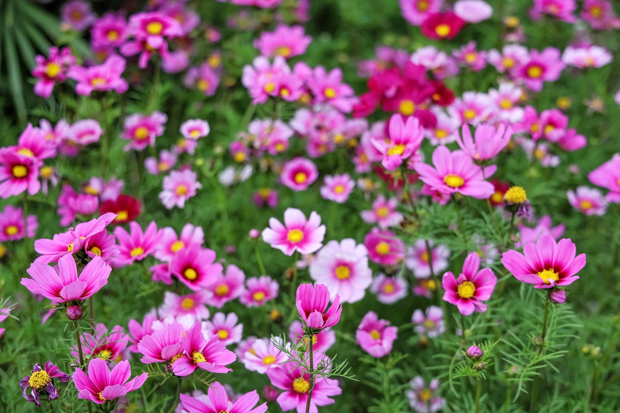 150 Pink COSMOS RADIANCE Bipinnatus Flower Seeds
