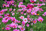 150 Pink COSMOS RADIANCE Bipinnatus Flower Seeds