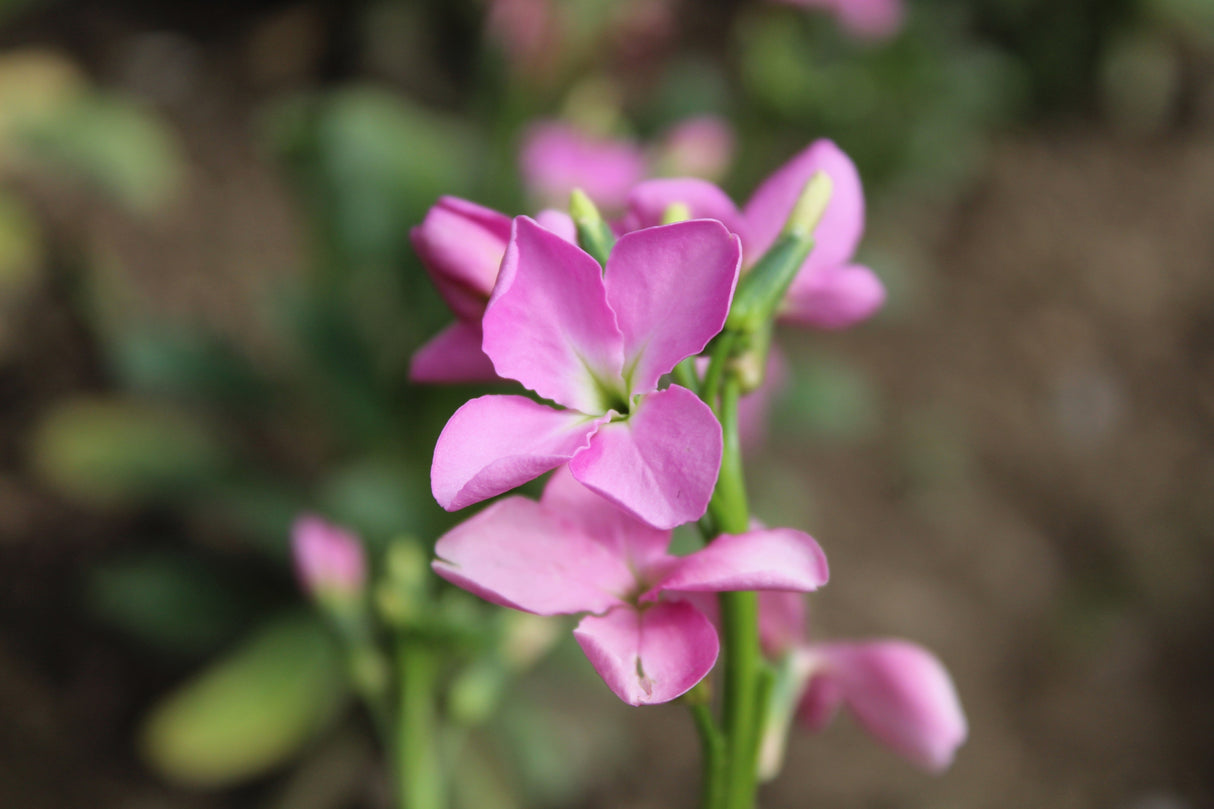 500 EVENING ( night ) SCENTED STOCK Matthiola Longipetala Bicornis Flower Seeds