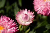 50 PINK DOUBLE STRAWFLOWER Helichrysum  Xerochrysum Bracteatum Flower Seeds