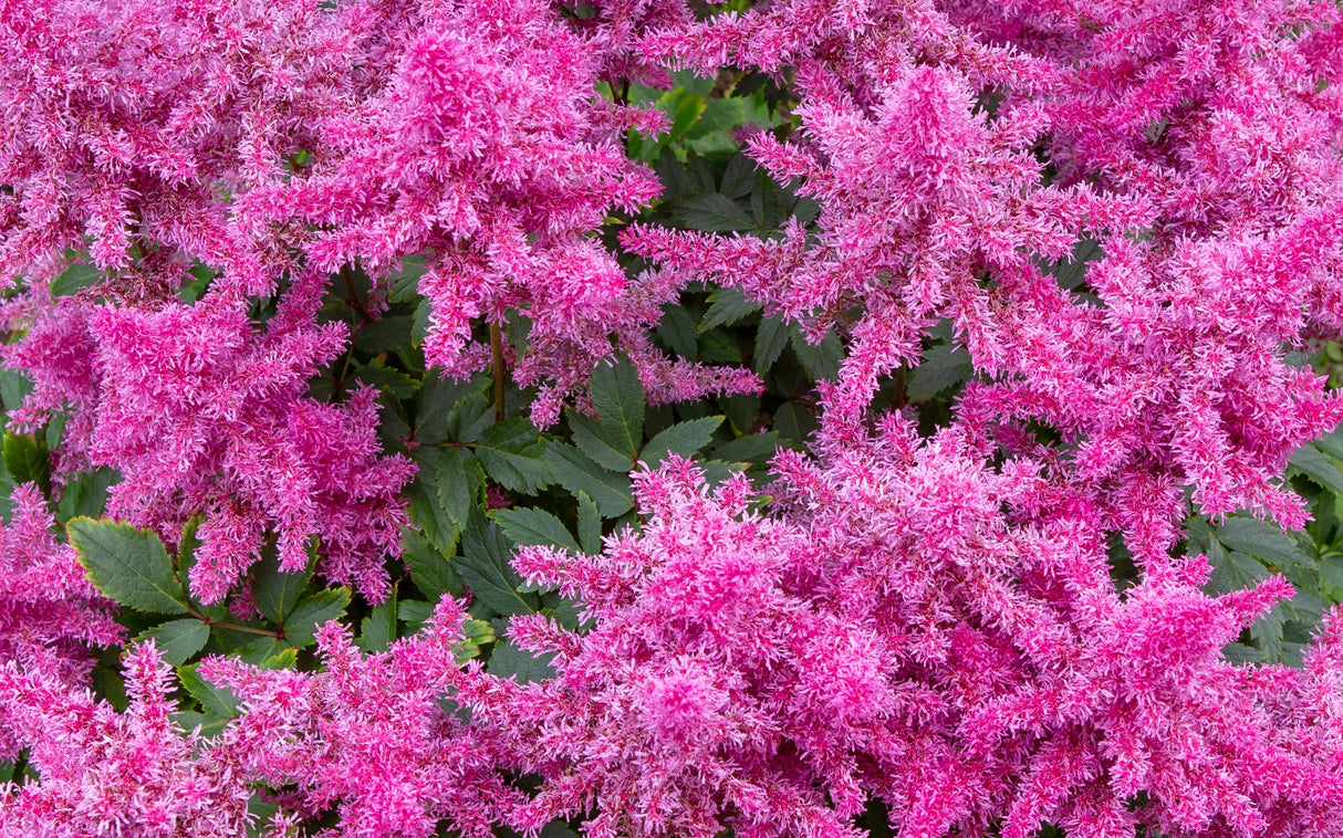 100 PINK MIX ASTILBE (False Spirea / False Goats Beard) Astilbe Chinensis Flower Seeds