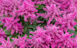 100 PINK MIX ASTILBE (False Spirea / False Goats Beard) Astilbe Chinensis Flower Seeds