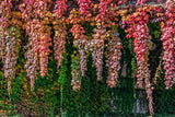 10 BOSTON IVY ( Bostonian Ivy / Wall Ivy ) Parthenocissus Tricuspidata Veitchii Vine Flower Seeds