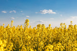 1000 Dwarf ESSEX RAPE KALE Rapeseed Brassica Napus Vegetable Seeds