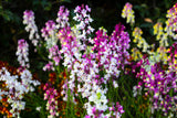 2000 Mixed MOROCCAN TOADFLAX / SNAPDRAGON Linaria Maroccana Flower Seeds
