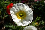 250 PERSIAN WHITE POPPY Papaver Somniferum Flower Seeds