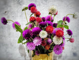 50 GLOBE AMARANTH MIX Gomphrena Globosa Mixed Colors Amaranthus Flower Seeds
