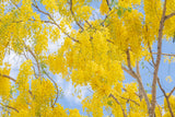 15 GOLDEN SHOWER TREE Gold Rush Yellow Cassia Fistula Flower Seeds