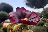 25 BURGUNDY RED HOLLYHOCK Alcea Rosea Flower Seeds Perennial