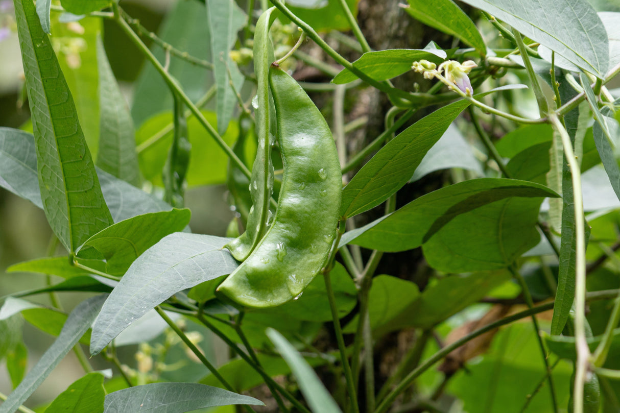 50 White DIXIE LIMA BEAN Butterpea Phaseolus Vulgaris Vegetable Seeds