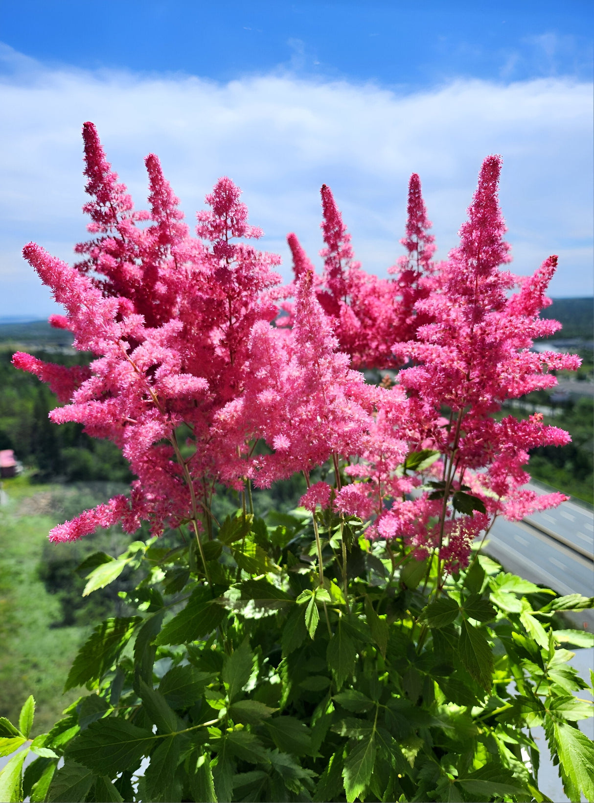 100 PINK MIX ASTILBE (False Spirea / False Goats Beard) Astilbe Chinensis Flower Seeds