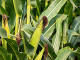 60 YELLOW CORN ' Early Xtra Sweet ' Zea Mays Vegetable Seeds