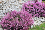 100 Scotch TRUE HEATHER Shrub Scot's Purple Pink Flower Calluna Vulgaris Seeds
