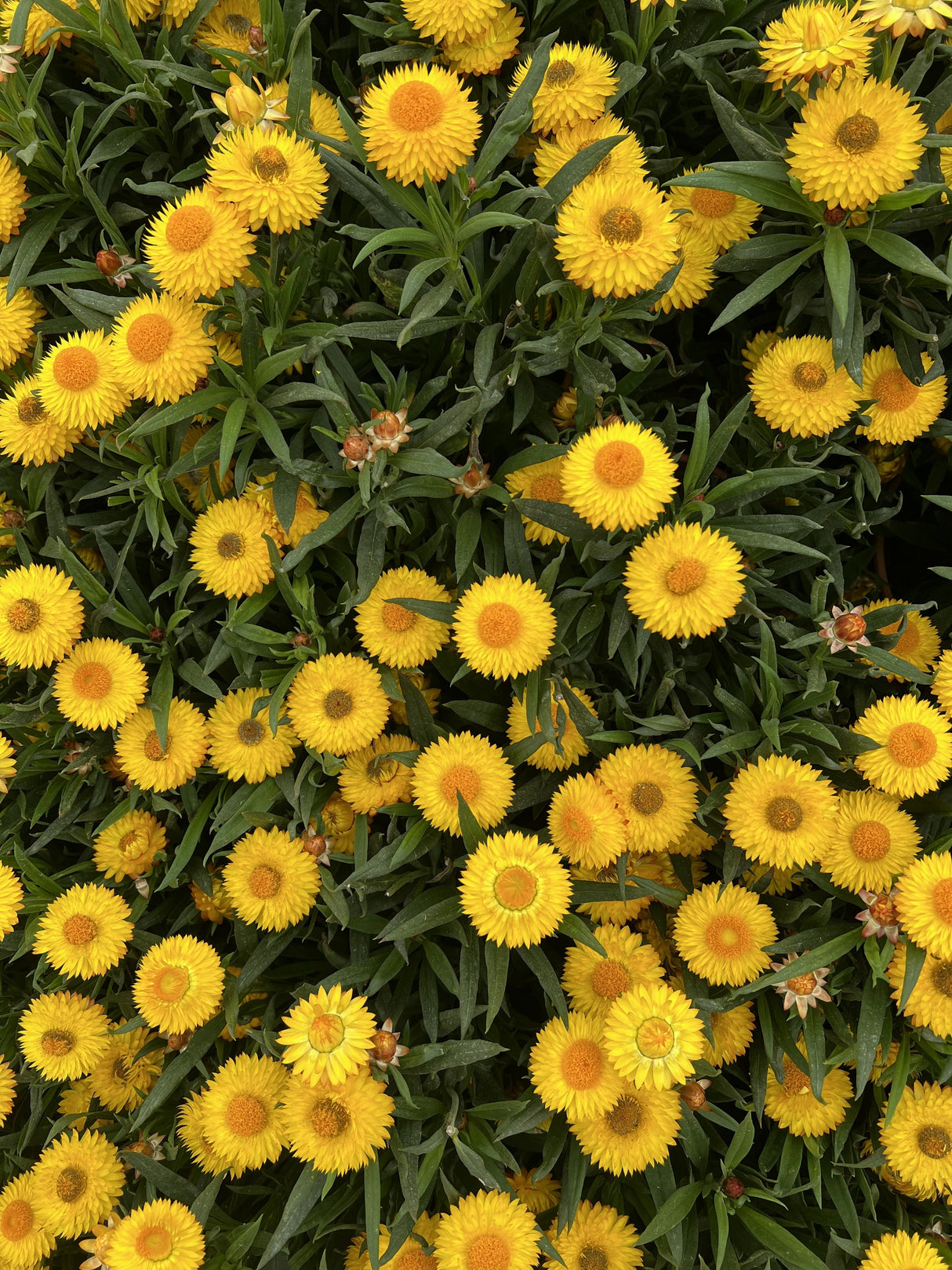 50 YELLOW DOUBLE STRAWFLOWER  Xerochrysum Bracteatum Helichrysum Flower Seeds