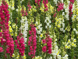 2000 SNAPDRAGON CORONA MIX Antirrhinum Majus Flower Seeds