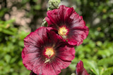 25 BURGUNDY RED HOLLYHOCK Alcea Rosea Flower Seeds Perennial