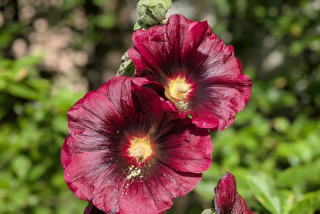 25 BURGUNDY RED HOLLYHOCK Alcea Rosea Flower Seeds Perennial
