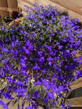 200 CRYSTAL PALACE LOBELIA Regatta Purple Blue Lobelia Erinus Flower Seeds