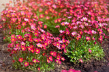 50 ROSE ROBE SAXIFRAGA Arendsii Mossy Rockfoil Evergreen Flower Seeds