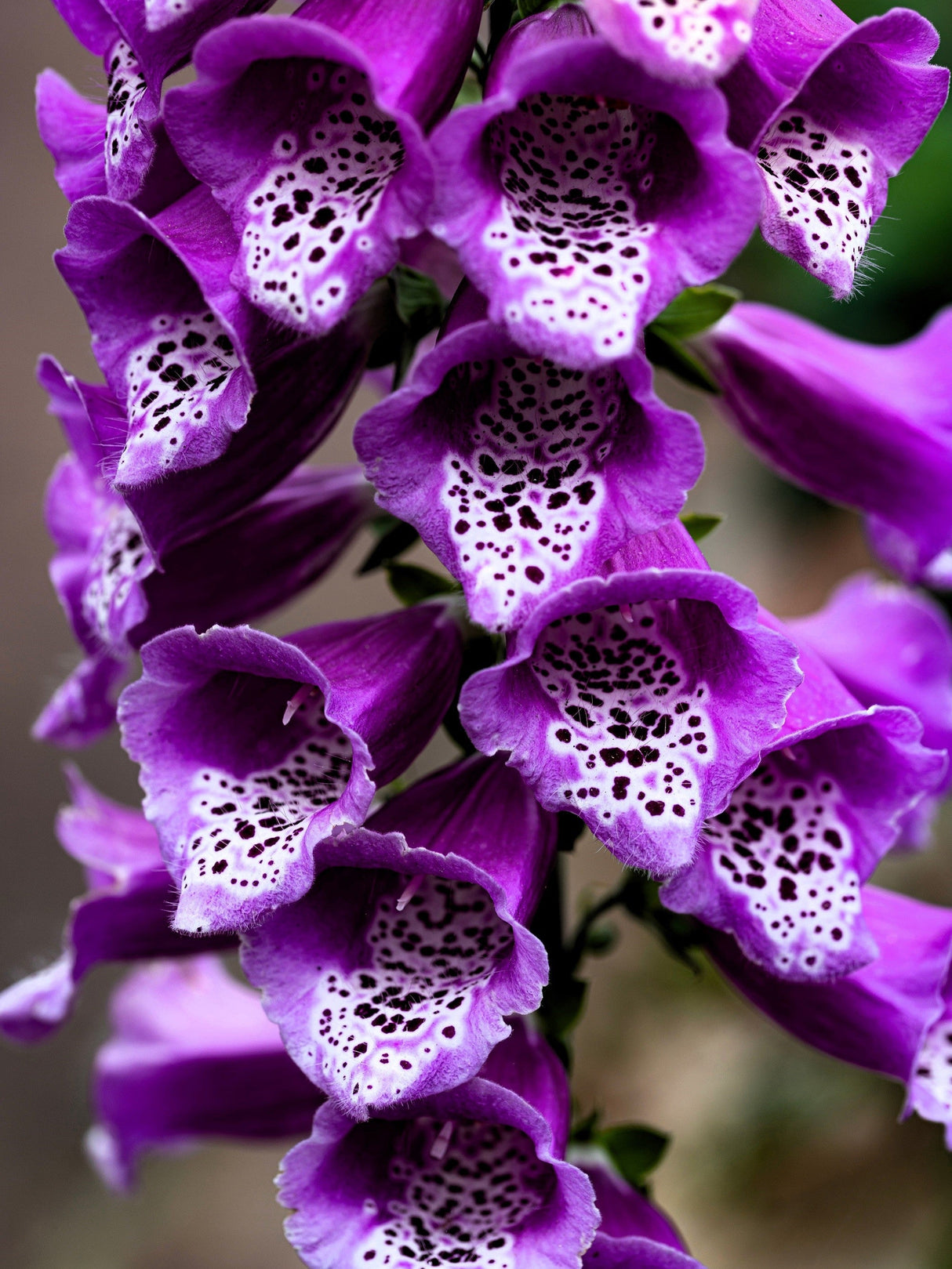 1000 FOXGLOVE EXCELSIOR MIX Digitalis Purpurea Mixed Colors Flower Seeds