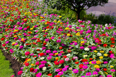 200 Mixed Colors ZINNIA POMPON Zinnia Elegans Flower Seeds