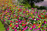250 ZIN MASTER ZINNIA Mix Elegans Mixed Colors Flower Seeds