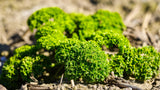 1000 MOSS CURLED PARSLEY Petroselinum Crispum Herb Vegetable Flower Seeds