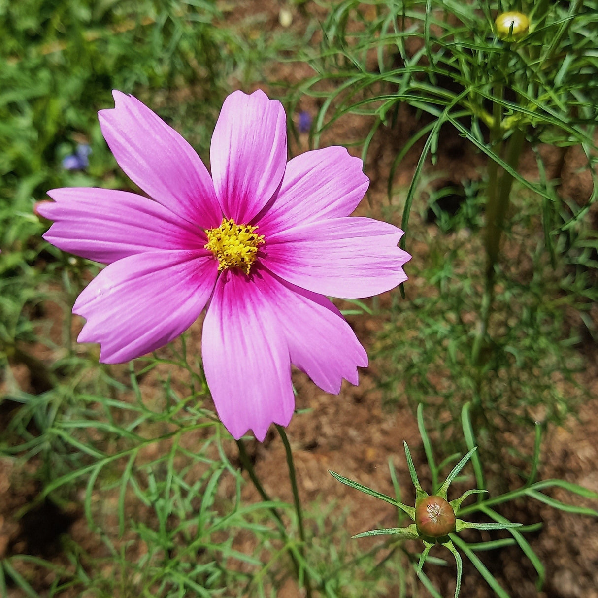 150 Pink COSMOS RADIANCE Bipinnatus Flower Seeds