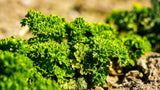 1000 MOSS CURLED PARSLEY Petroselinum Crispum Herb Vegetable Flower Seeds