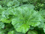 200 Great BURDOCK Arctium Lappa (Edible Burdock / Cockle-Button / Beggar's Buttons) HERB Flower Seeds