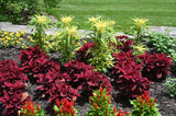 50 AURORA YELLOW AMARANTHUS Tricolor Josephs Coat Flower Seeds