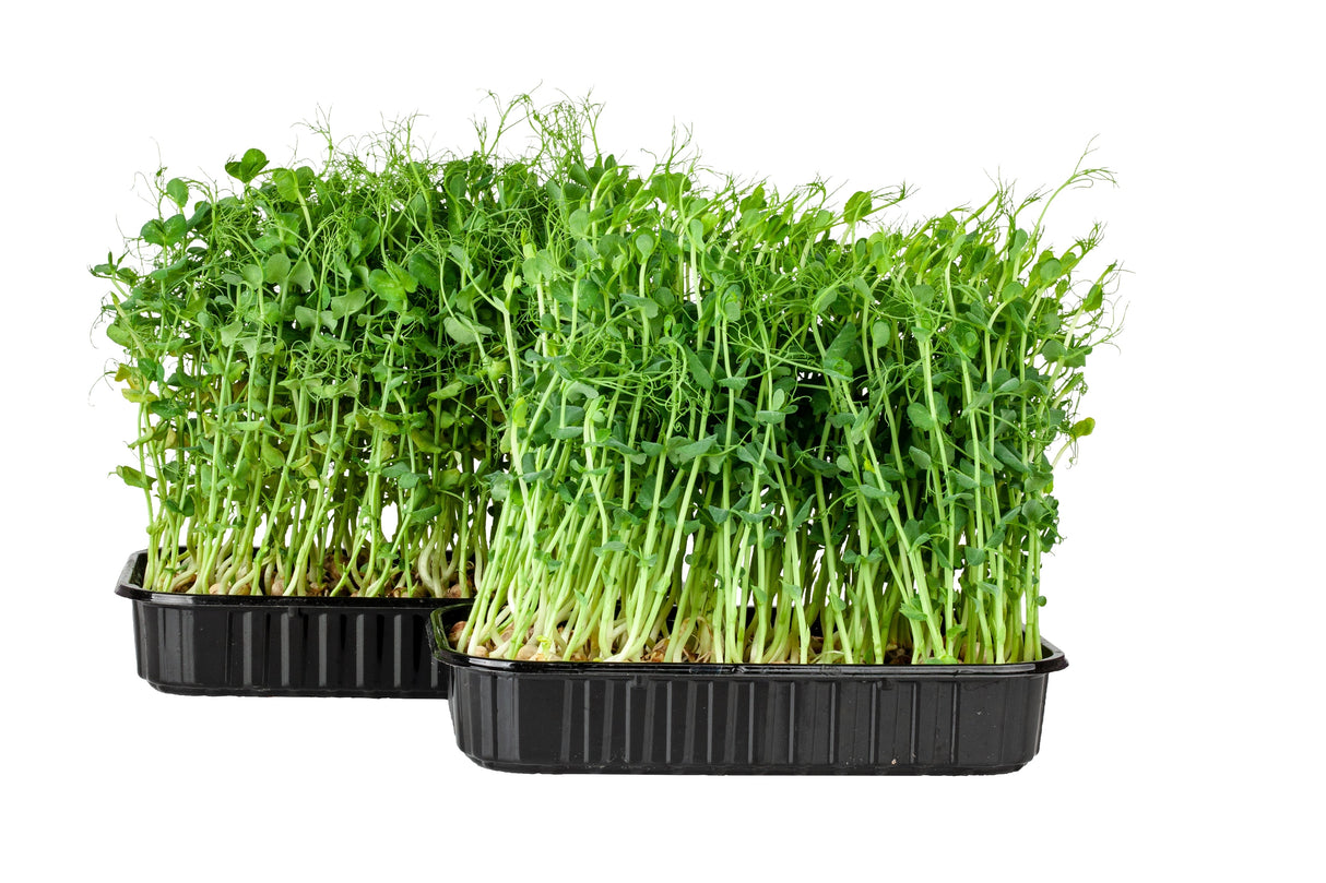 50 Oregon SUGAR POD II Pea Pisum Sativum Macrocarpon Vegetable Seeds