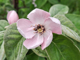 20 COMMON CULINARY QUINCE Fruit Tree Cydonia Oblonga Flowering Shrub Seeds
