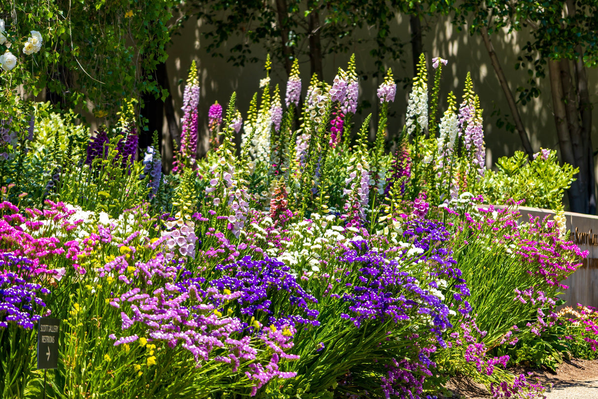 50 Pacific Mix STATICE (Sea Lavender) Mixed Colors  Limonium Sinuatum Flower Seeds