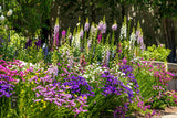 50 Pacific Mix STATICE (Sea Lavender) Mixed Colors  Limonium Sinuatum Flower Seeds