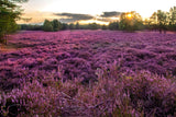 100 Scotch TRUE HEATHER Shrub Scot's Purple Pink Flower Calluna Vulgaris Seeds