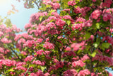 20 ENGLISH HAWTHORN TREE Edible Fruit Flower Mayflower Crataegus Laevigata Seeds