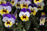 250 JOHNNY JUMP UP Helen Mount Violet Viola Tricolor Flower Seeds