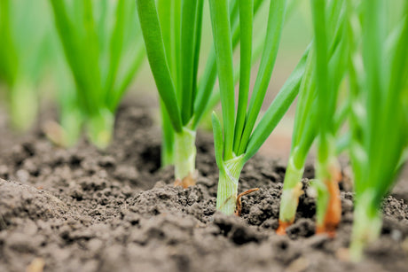 300 Evergreen NEBUKA BUNCHING ONION Japanese Allium Fistulosum Vegetable Seeds