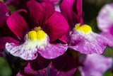 2000 Mixed MOROCCAN TOADFLAX / SNAPDRAGON Linaria Maroccana Flower Seeds