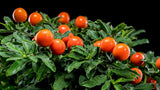25 JERUSALEM CHERRY Madeira Winter Solanum Pseudocapsicum Flower Seeds