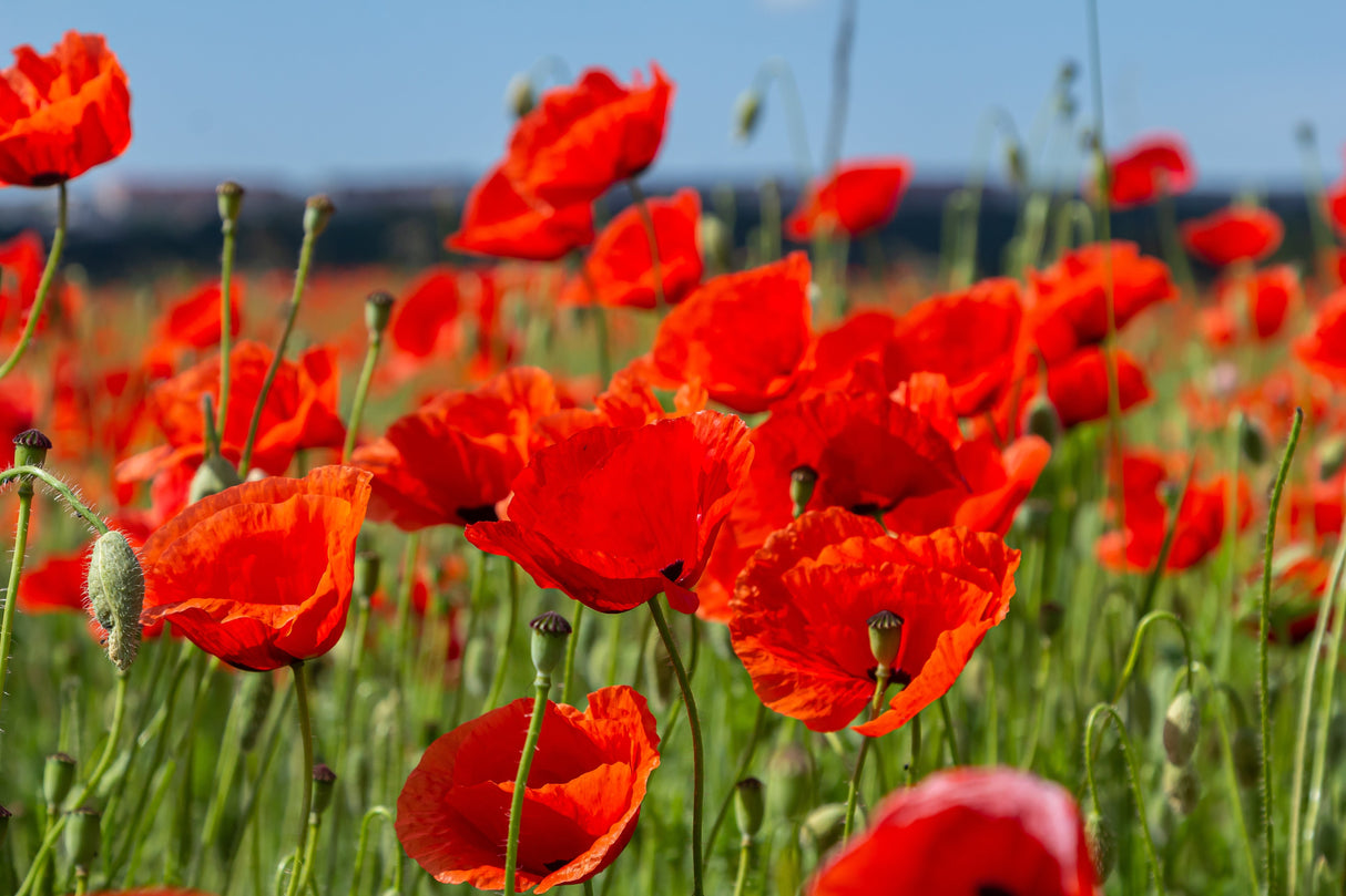 1000 Red AMERICAN LEGION (Corn / Shirley / Flanders) POPPY Papaver Rhoeas Flower Seeds