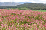 50 PINK SAINFOIN Common Onobrychis Viciifolia Holy Clover Legume Ground Cover Forage Flower Seeds
