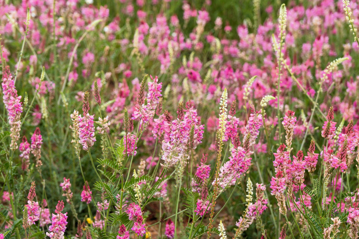 50 PINK SAINFOIN Common Onobrychis Viciifolia Holy Clover Legume Ground Cover Forage Flower Seeds