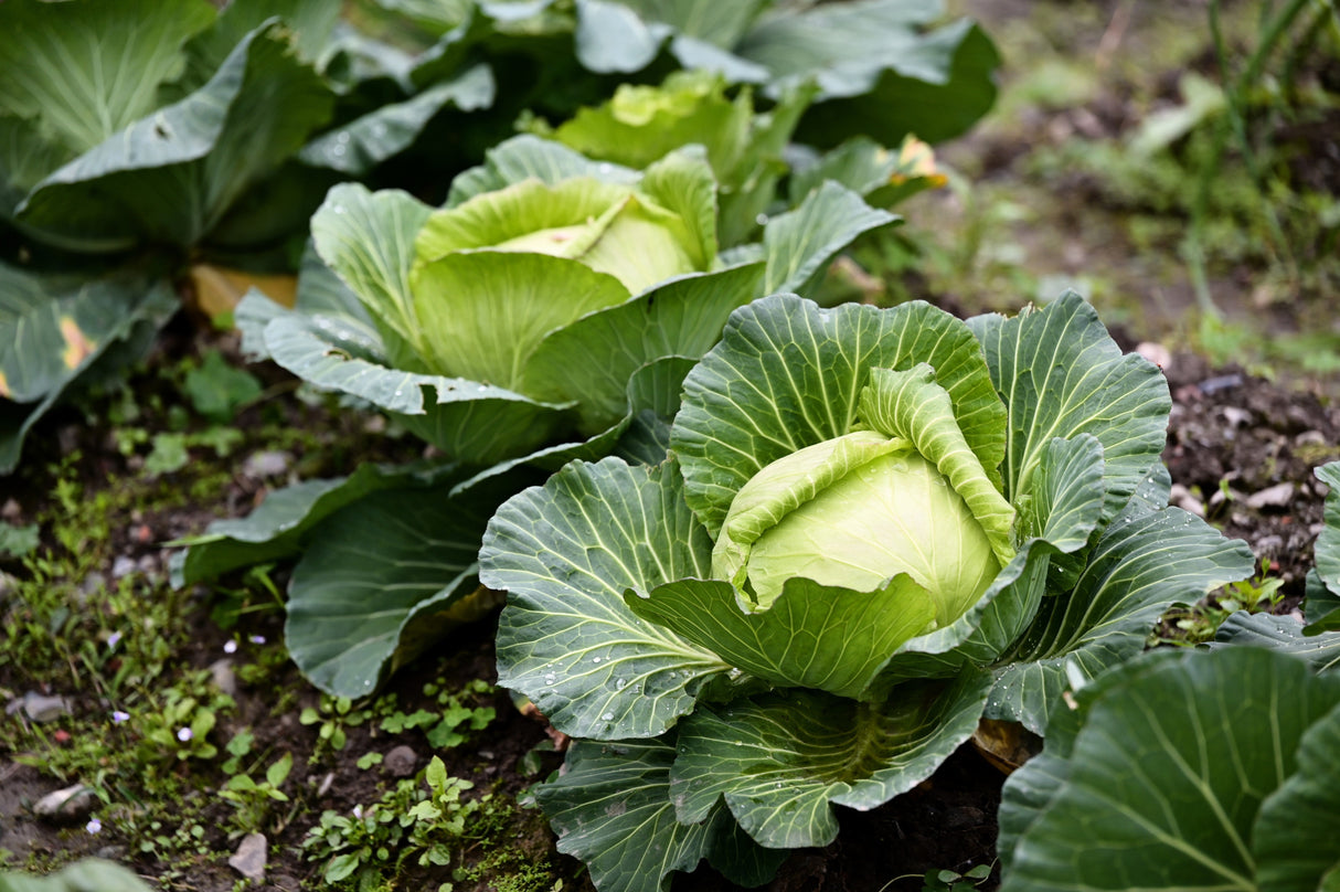 500 COPENHAGEN MARKET Early CABBAGE Heirloom Brassica Oleracea Vegetable Seeds