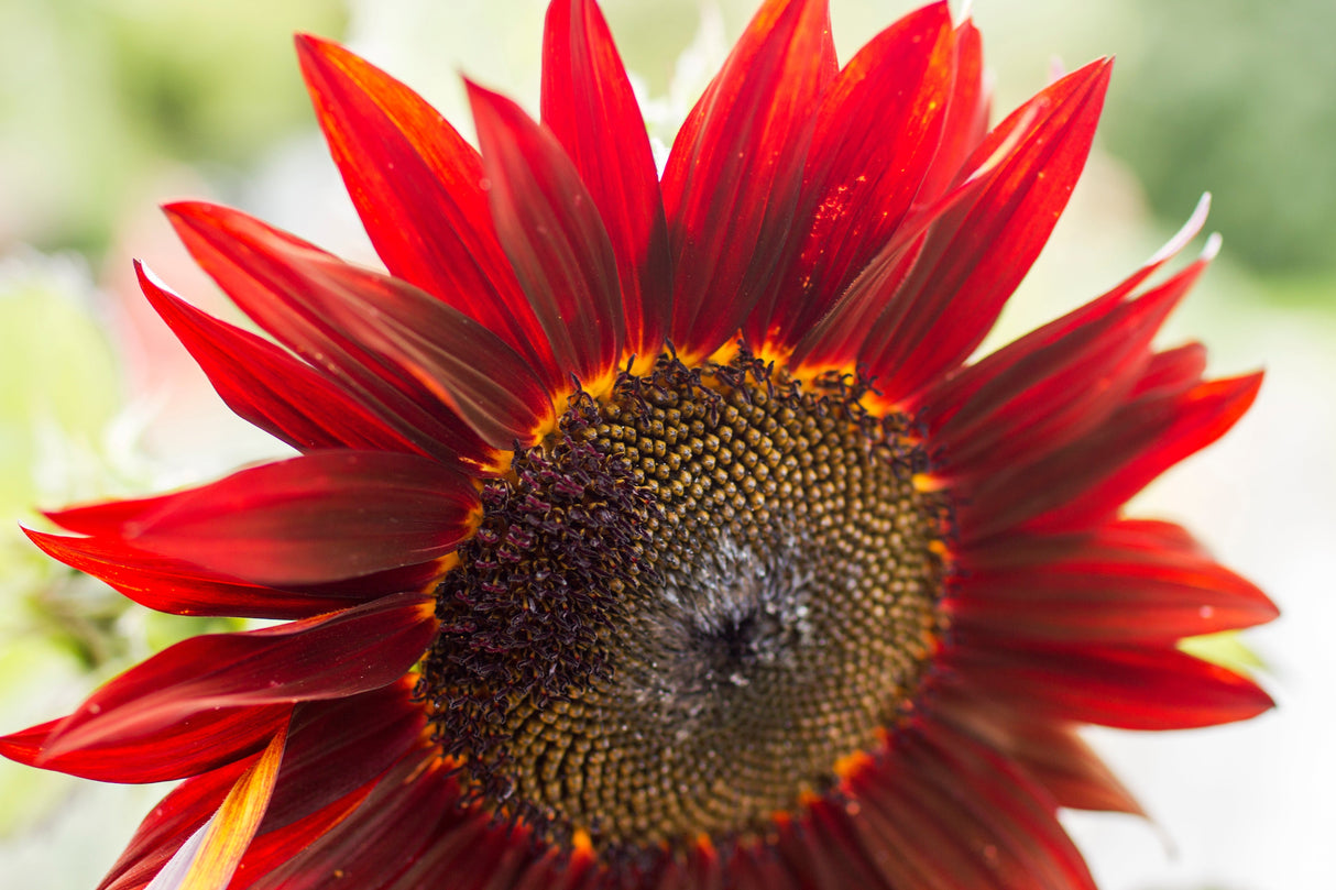25 RED SUN SUNFLOWER Helianthus Annuus Flower Seeds