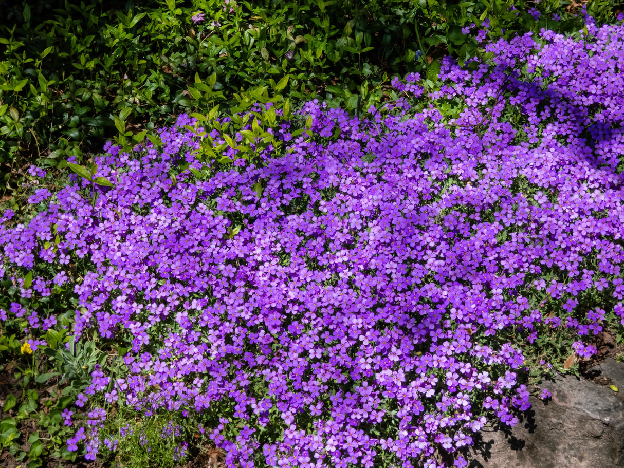 500 PURPLE ROCKCRESS Rock Cress Aubrieta Deltoidea Flower Seeds